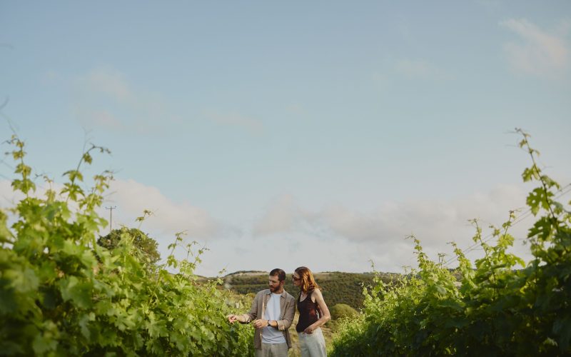 vineyards