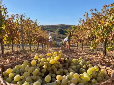 From Vineyard to Bottle: The Minthis Community Comes Together for the Annual Xynisteri Harvest