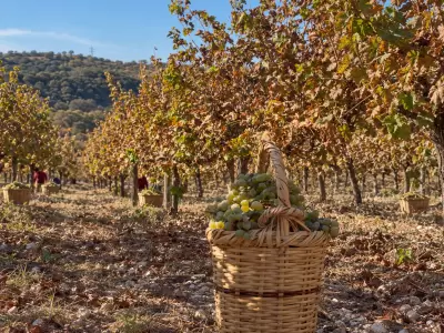 Cyprus’ Xynisteri in the Global Spotlight: Discover Its Roots at Minthis