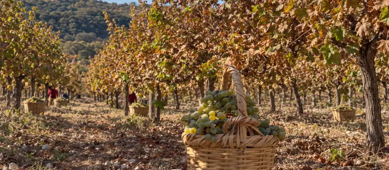 A basket of grapes at a local Cyprus winery in preparation of making Xynisteri