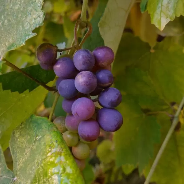 A closeup shot of a bunch of grapes at a nearby winery to Minthis Resort