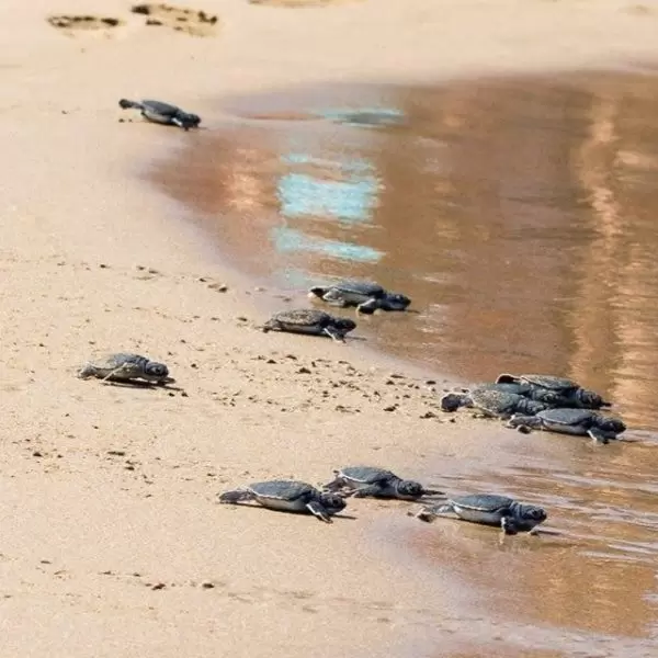 Newly hatched turtles make their run for the sea at a Paphos beach